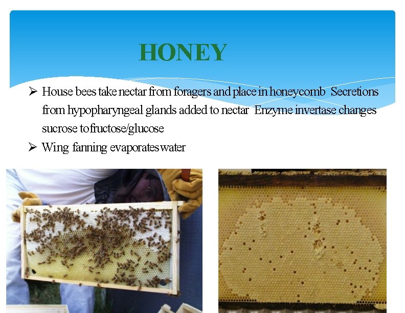 HONEY Ø House bees take nectar from foragers and place in honeycomb Secretions from