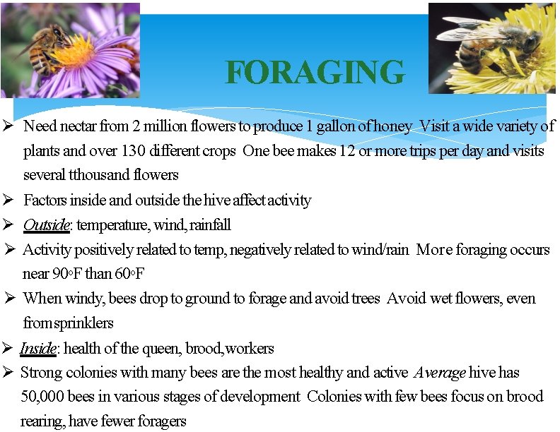 FORAGING Ø Need nectar from 2 million flowers to produce 1 gallon of honey