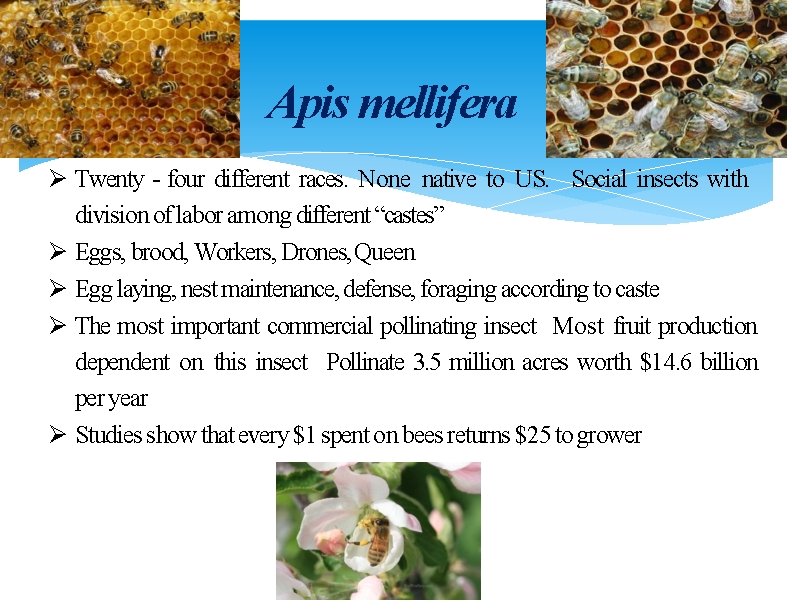Apis mellifera Ø Twenty‐four different races. None native to US. Social insects with division
