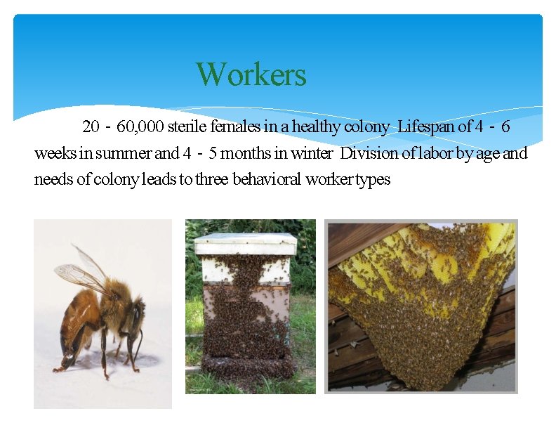 Workers 20‐ 60, 000 sterile females in a healthy colony Lifespan of 4‐ 6