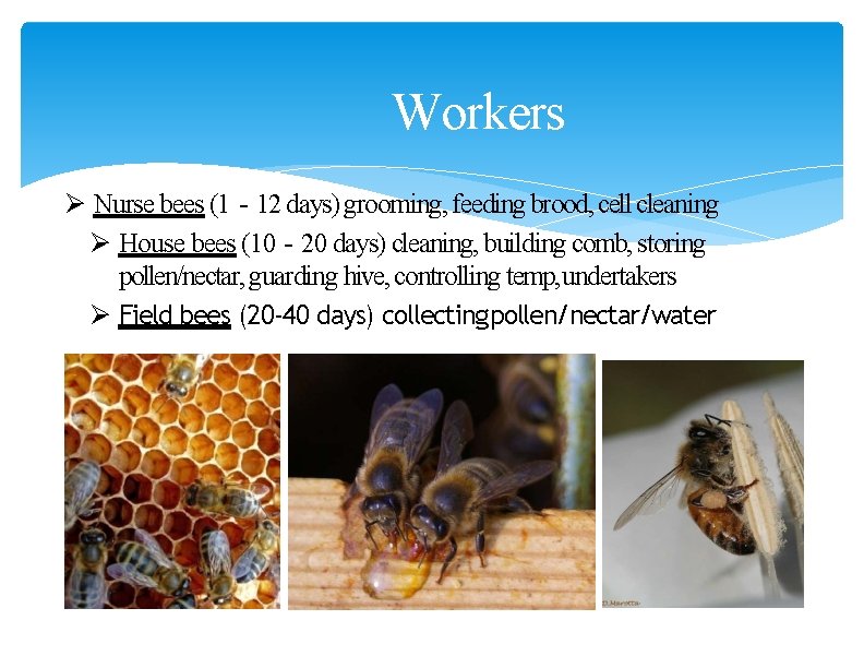 Workers Ø Nurse bees (1‐ 12 days) grooming, feeding brood, cell cleaning Ø House