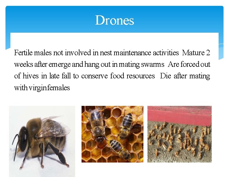 Drones Fertile males not involved in nest maintenance activities Mature 2 weeks after emerge