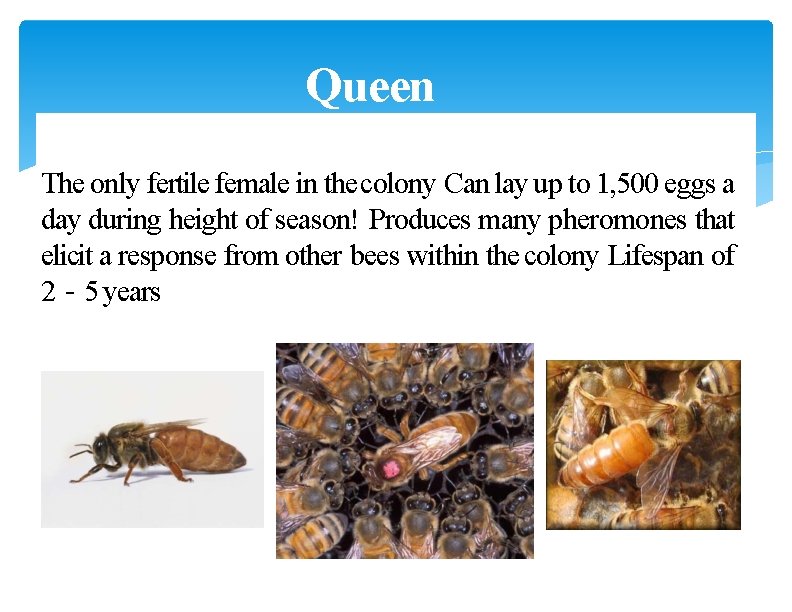 Queen The only fertile female in the colony Can lay up to 1, 500