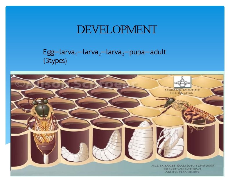 DEVELOPMENT Egg—larva 1—larva 2—larva 3—pupa—adult (3 types) 