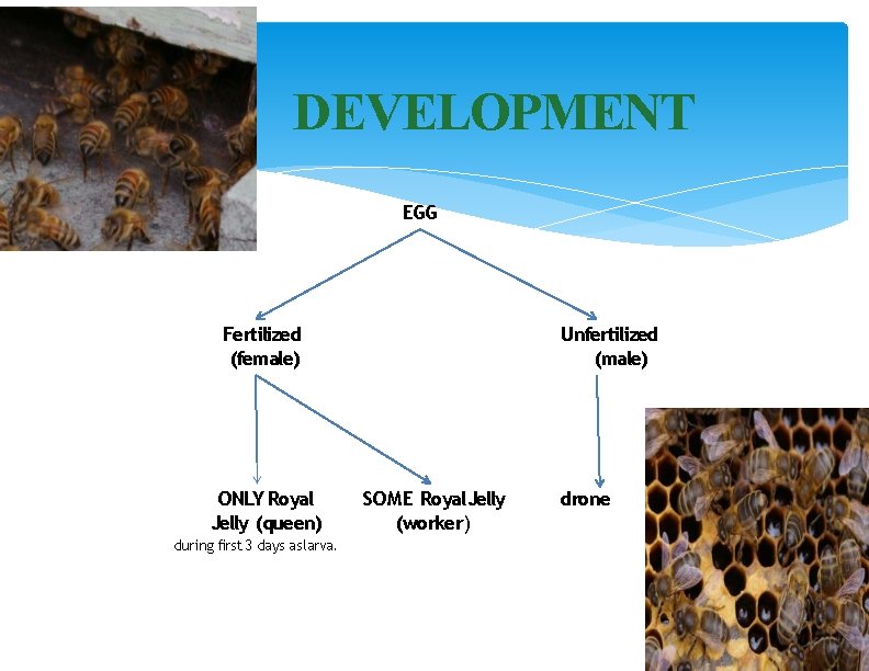 DEVELOPMENT EGG Fertilized (female) ONLY Royal Jelly (queen) during first 3 days as larva.