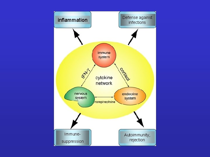 inflammation Defense against infections Immune- Autoimmunity, rejection suppression 