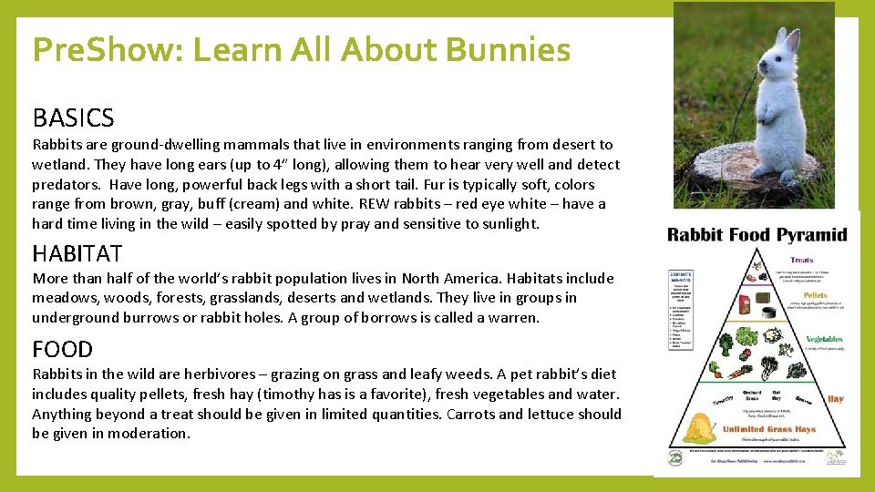 Pre. Show: Learn All About Bunnies BASICS Rabbits are ground-dwelling mammals that live in