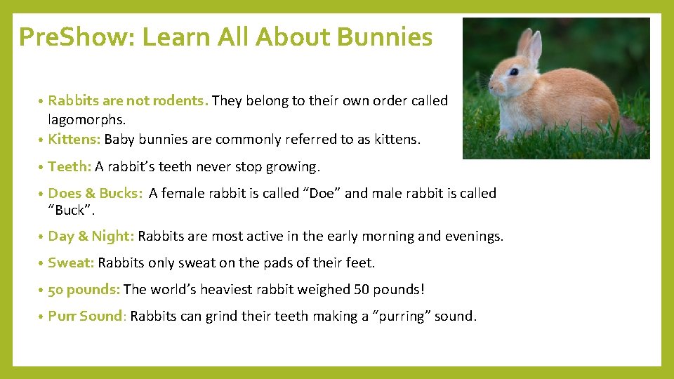 Pre. Show: Learn All About Bunnies Rabbits are not rodents. They belong to their