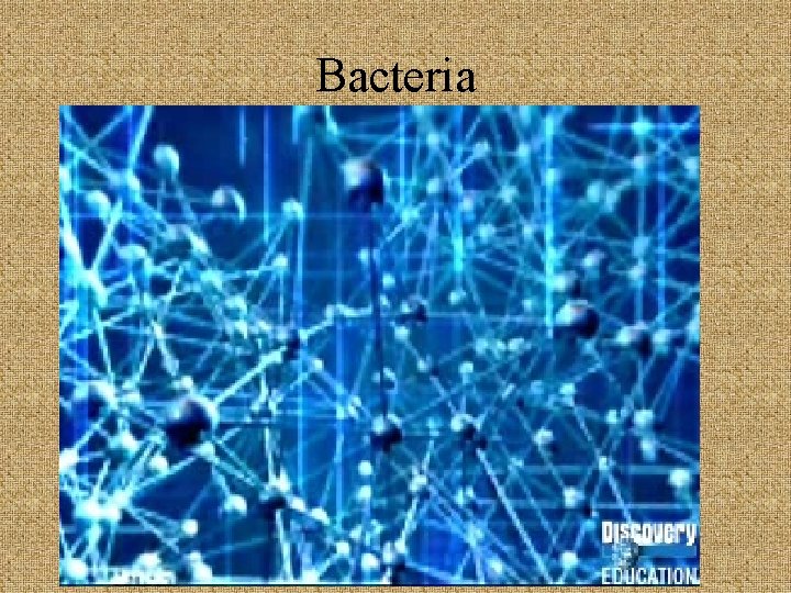 Bacteria 