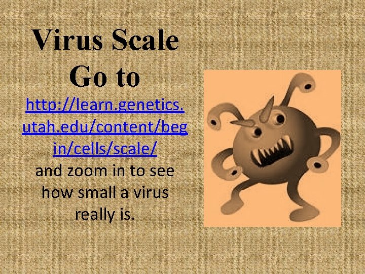 Virus Scale Go to http: //learn. genetics. utah. edu/content/beg in/cells/scale/ and zoom in to