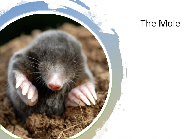 The Mole 