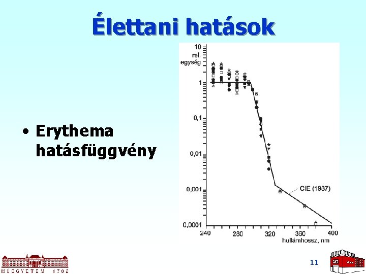 Élettani hatások • Erythema hatásfüggvény 11 