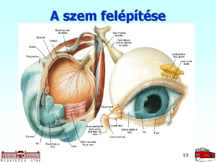 A szem felépítése 13 