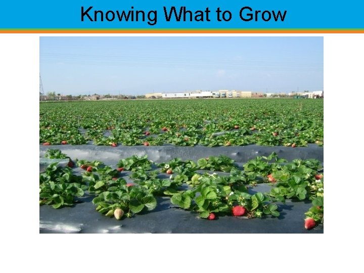 Knowing What to Grow 