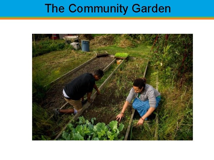 The Community Garden 