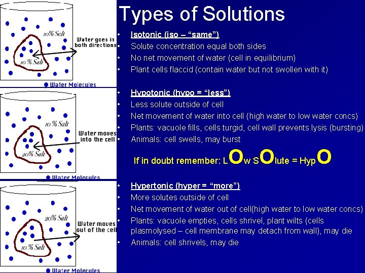 Types of Solutions • • Isotonic (iso – “same”) Solute concentration equal both sides