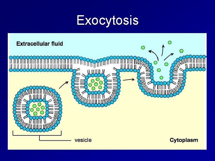 Exocytosis 