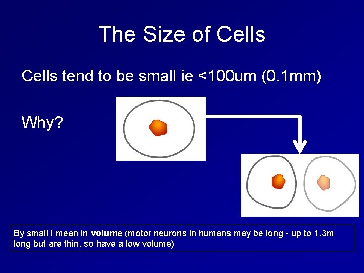 The Size of Cells tend to be small ie <100 um (0. 1 mm)