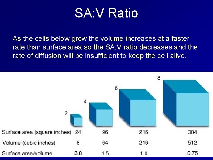 SA: V Ratio As the cells below grow the volume increases at a faster