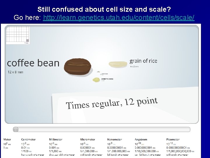 Still confused about cell size and scale? Go here: http: //learn. genetics. utah. edu/content/cells/scale/