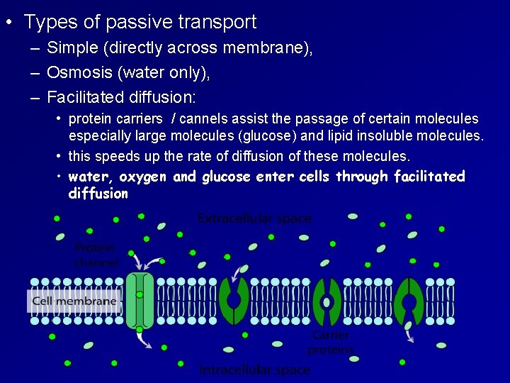  • Types of passive transport – Simple (directly across membrane), – Osmosis (water