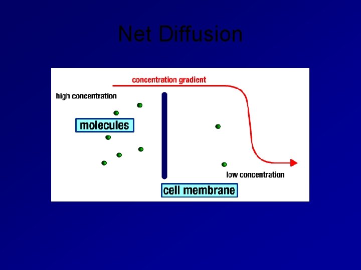 Net Diffusion 