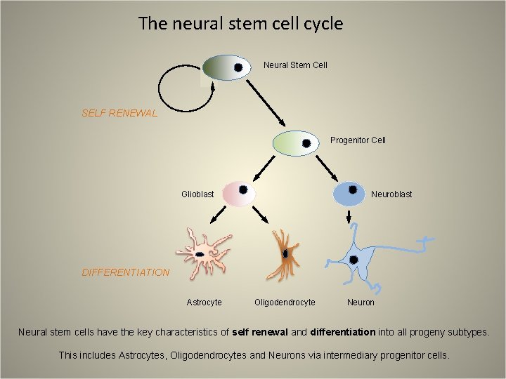 The neural stem cell cycle Neural Stem Cell SELF RENEWAL Progenitor Cell Glioblast Neuroblast