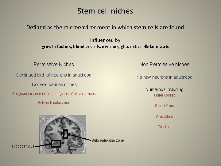 Stem cell niches Defined as the microenvironment in which stem cells are found Influenced