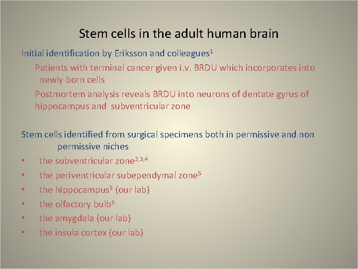 Stem cells in the adult human brain Initial identification by Eriksson and colleagues 1