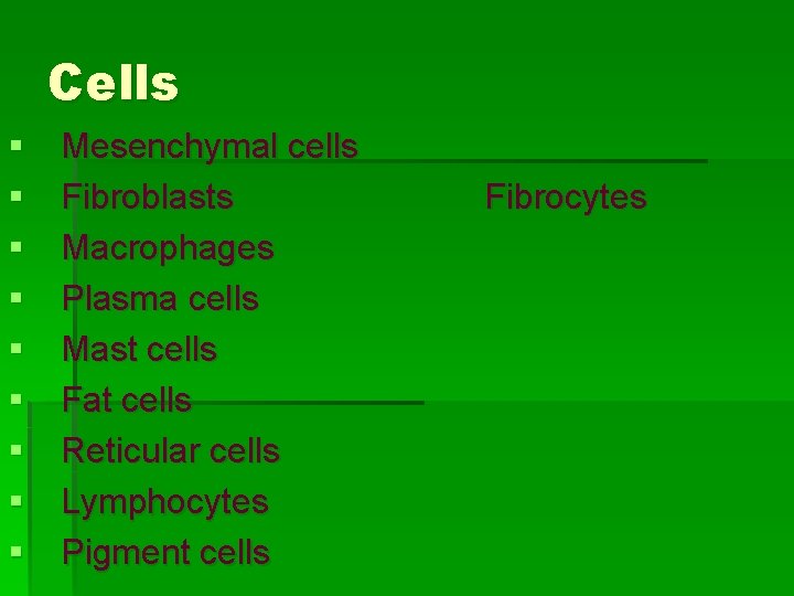 Cells § § § § § Mesenchymal cells Fibroblasts Macrophages Plasma cells Mast cells