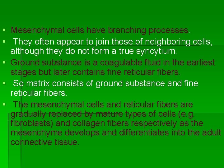 § Mesenchymal cells have branching processes. § They often appear to join those of § Mesenchymal cells have branching processes. § They often appear to join those of