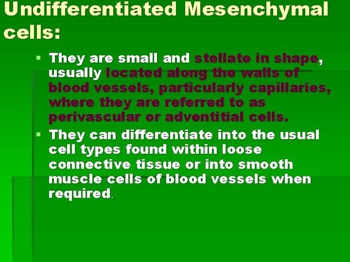 Undifferentiated Mesenchymal cells: § They are small and stellate in shape, usually located along