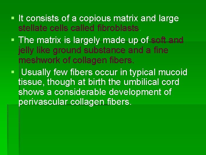 § It consists of a copious matrix and large stellate cells called fibroblasts. §