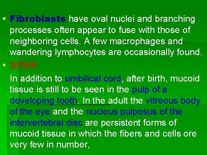§ Fibroblasts have oval nuclei and branching processes often appear to fuse with those § Fibroblasts have oval nuclei and branching processes often appear to fuse with those