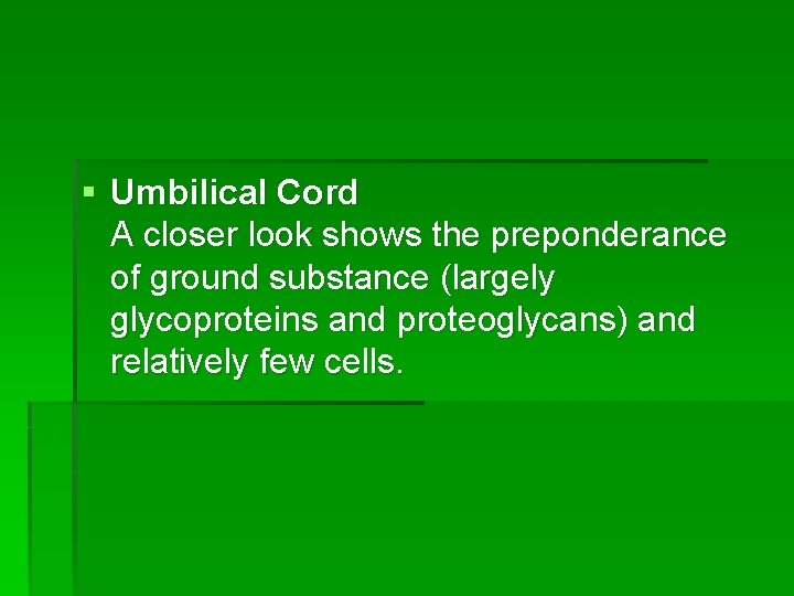 § Umbilical Cord A closer look shows the preponderance of ground substance (largely glycoproteins