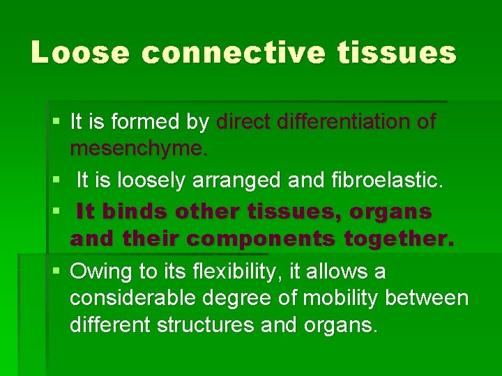 Loose connective tissues § It is formed by direct differentiation of mesenchyme. § It Loose connective tissues § It is formed by direct differentiation of mesenchyme. § It