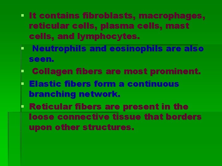 § It contains fibroblasts, macrophages, reticular cells, plasma cells, mast cells, and lymphocytes. § § It contains fibroblasts, macrophages, reticular cells, plasma cells, mast cells, and lymphocytes. §