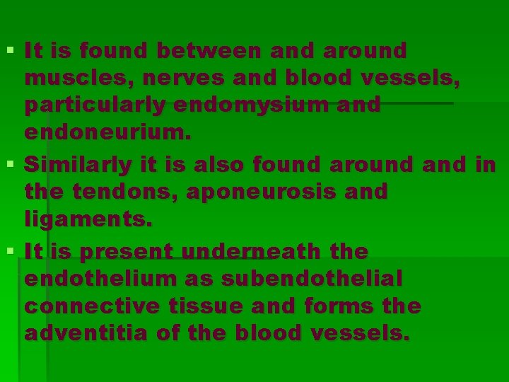 § It is found between and around muscles, nerves and blood vessels, particularly endomysium