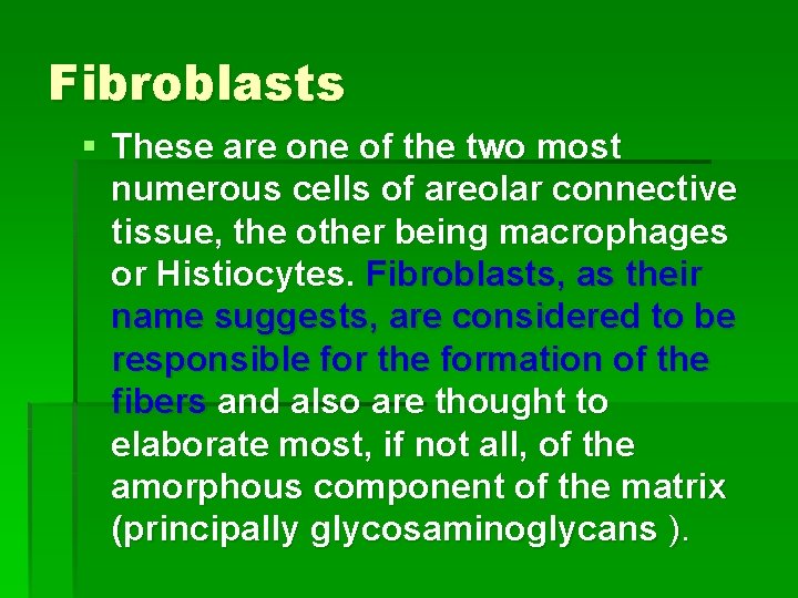 Fibroblasts § These are one of the two most numerous cells of areolar connective
