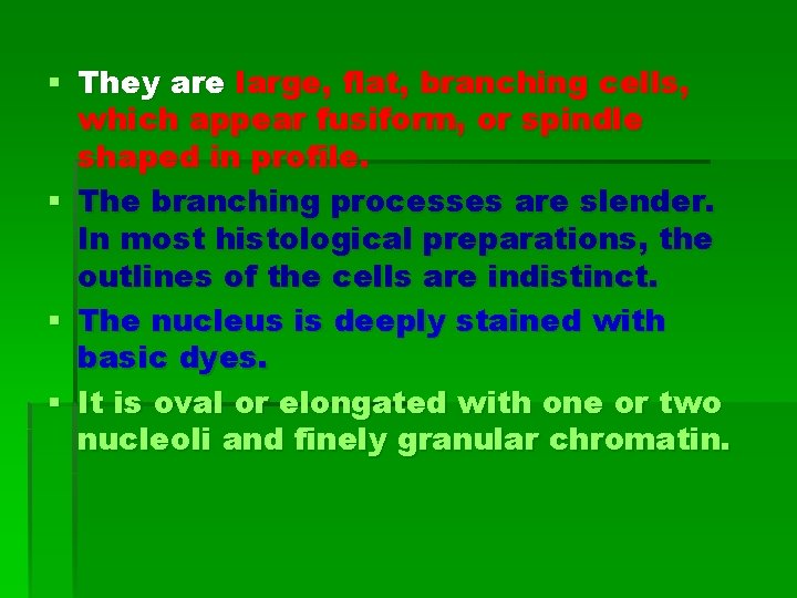 § They are large, flat, branching cells, which appear fusiform, or spindle shaped in