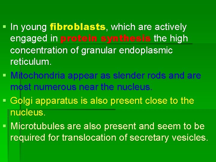 § In young fibroblasts, which are actively engaged in protein synthesis the high concentration § In young fibroblasts, which are actively engaged in protein synthesis the high concentration