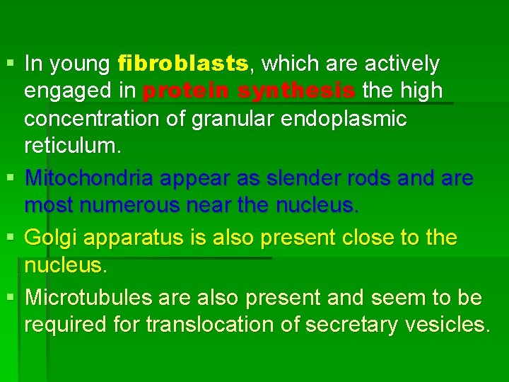 § In young fibroblasts, which are actively engaged in protein synthesis the high concentration