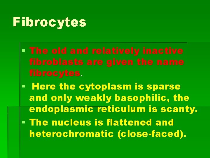 Fibrocytes § The old and relatively inactive fibroblasts are given the name fibrocytes. §