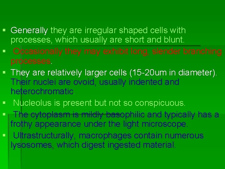 § Generally they are irregular shaped cells with processes, which usually are short and