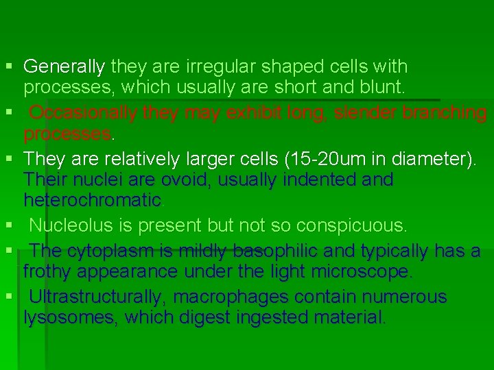 § Generally they are irregular shaped cells with processes, which usually are short and § Generally they are irregular shaped cells with processes, which usually are short and