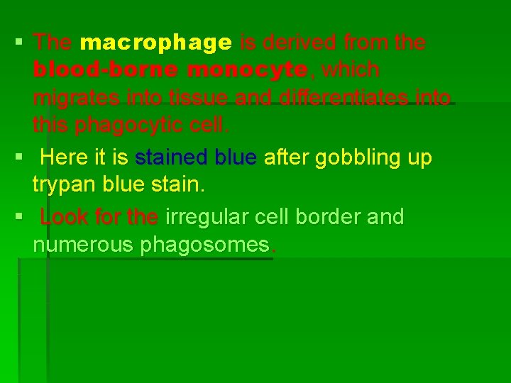 § The macrophage is derived from the blood-borne monocyte, which migrates into tissue and § The macrophage is derived from the blood-borne monocyte, which migrates into tissue and