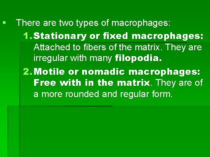 § There are two types of macrophages: 1. Stationary or fixed macrophages: Attached to