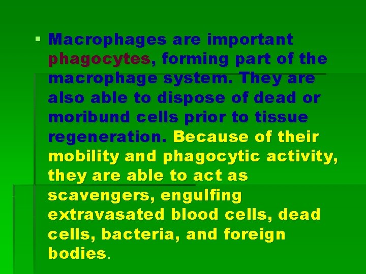 § Macrophages are important phagocytes, forming part of the macrophage system. They are also