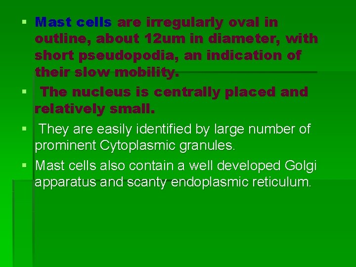 § Mast cells are irregularly oval in outline, about 12 um in diameter, with