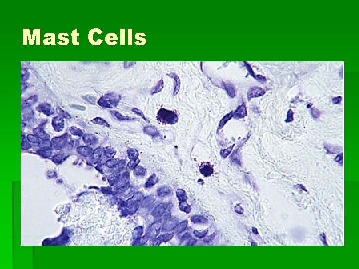 Mast Cells 